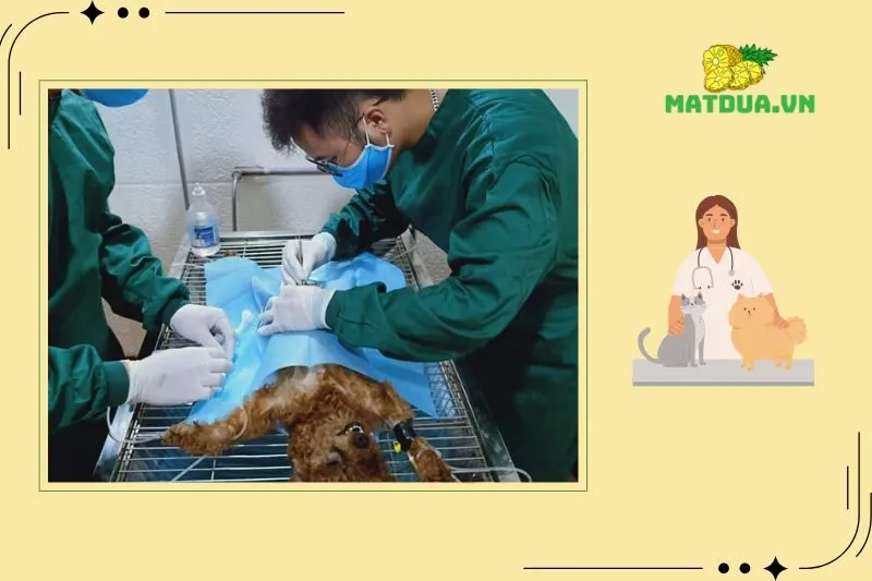 Top 3 Phòng Khám Thú Y Hà Nam Uy Tín Nhất 2024
