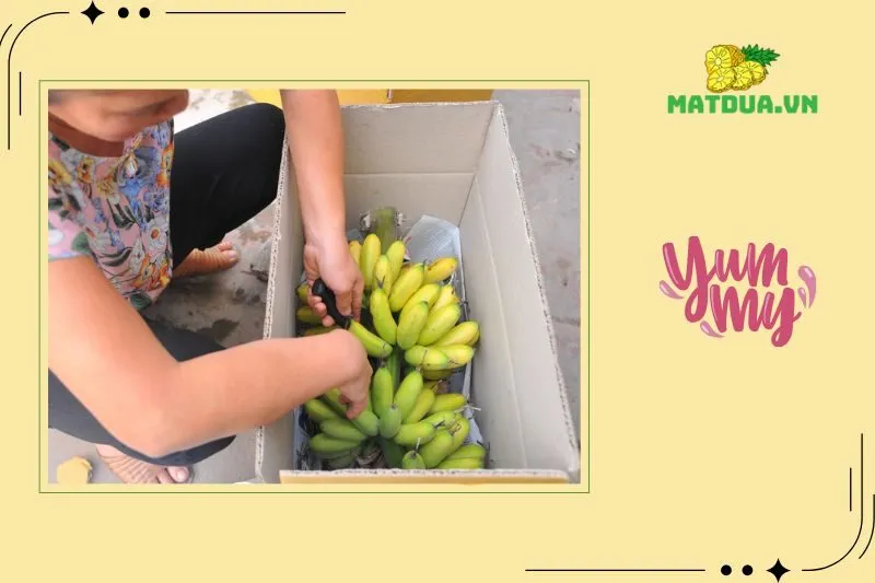 Cách bảo quản và sử dụng Chuối Ngự