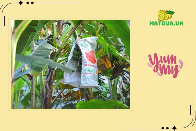 Kỹ thuật trồng và chăm sóc Chuối Ngự Đại Hoàng