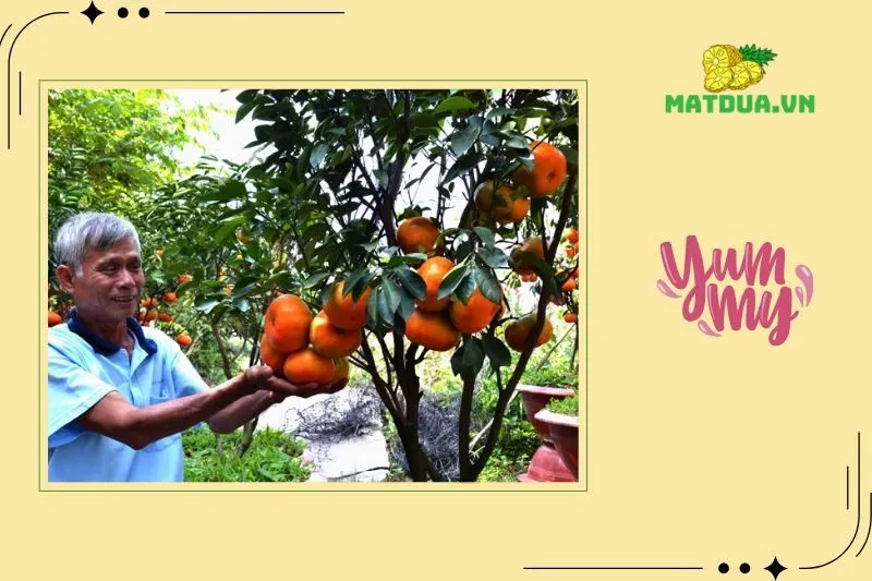 Tầm quan trọng của quýt Lý Nhân với kinh tế và văn hóa Hà Nam